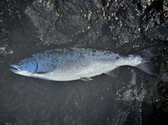 サクラマスの釣果