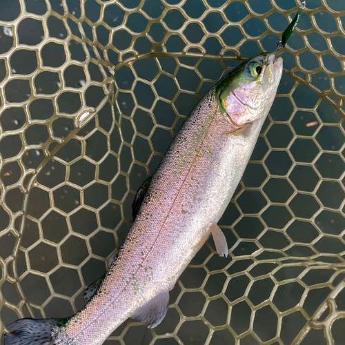 ニジマスの釣果