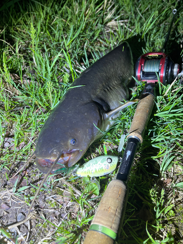 ナマズの釣果