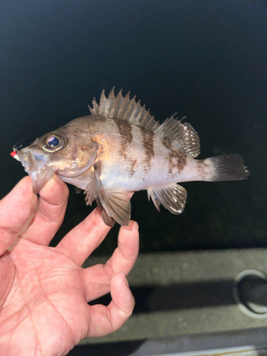 キチヌの釣果