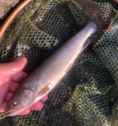 イワナの釣果