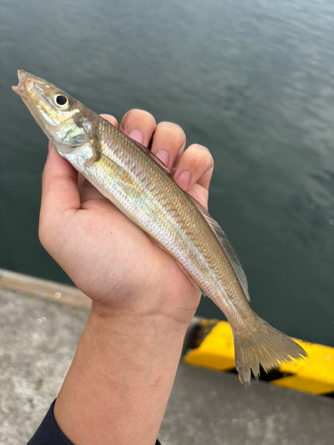 シロギスの釣果