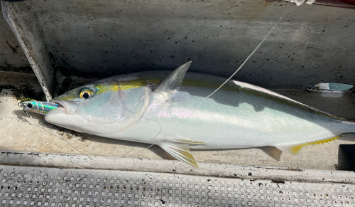 ハマチの釣果