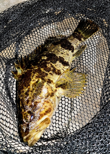 タケノコメバルの釣果