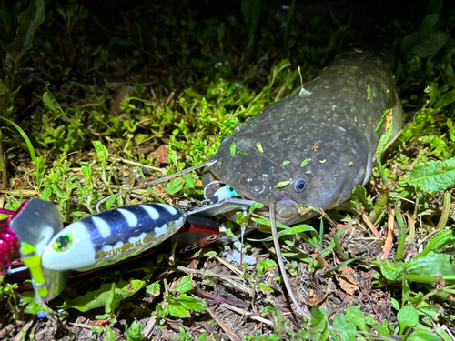 ナマズの釣果