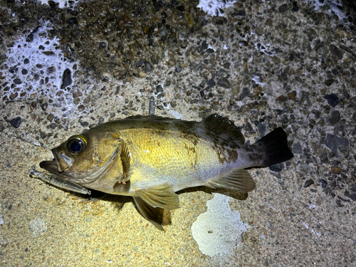 メバルの釣果