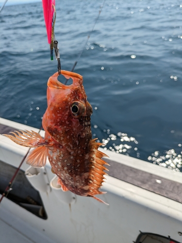 ウッカリカサゴの釣果