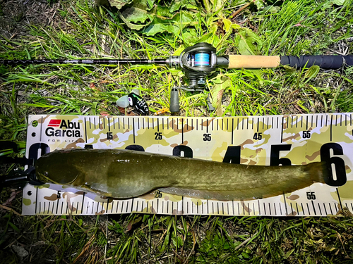 マナマズの釣果