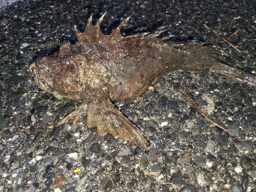 オニオコゼの釣果