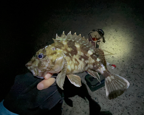 カサゴの釣果