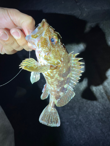 平磯海づり公園