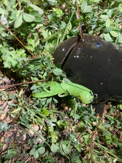 ナマズの釣果