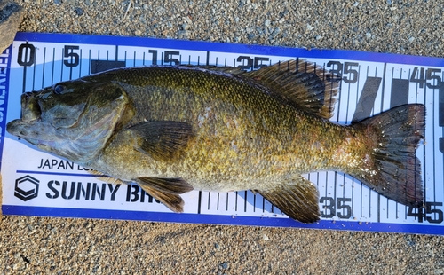 スモールマウスバスの釣果