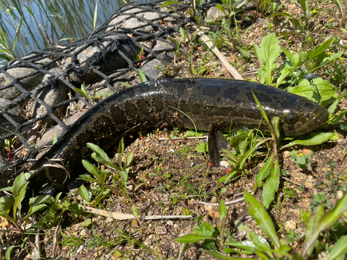 ライギョの釣果