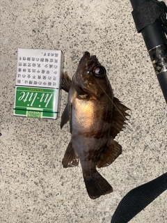 メバルの釣果