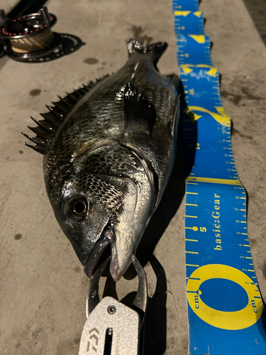 クロダイの釣果