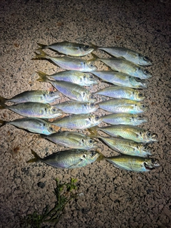 アジの釣果