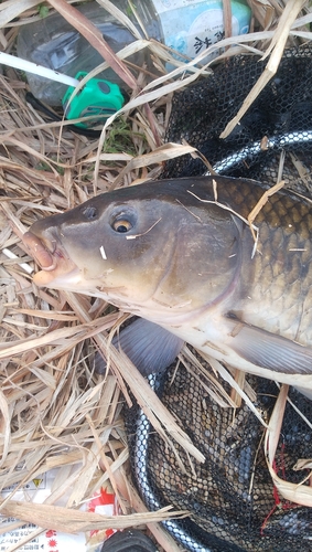 コイの釣果