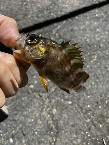 メバルの釣果