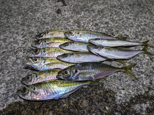 アジの釣果