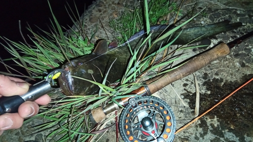 マナマズの釣果