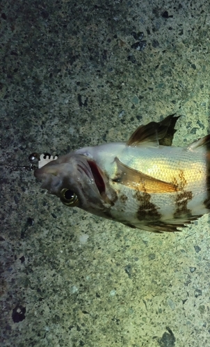 メバルの釣果