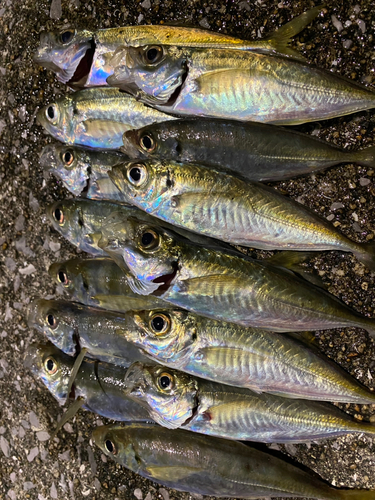 アジの釣果