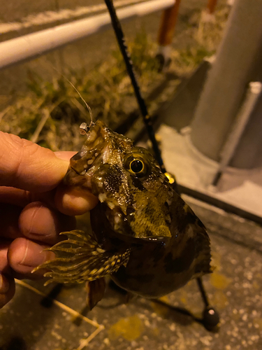 カサゴの釣果