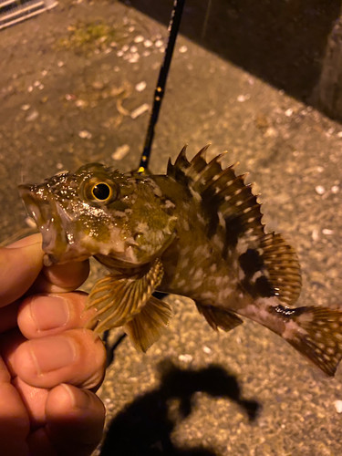 カサゴの釣果