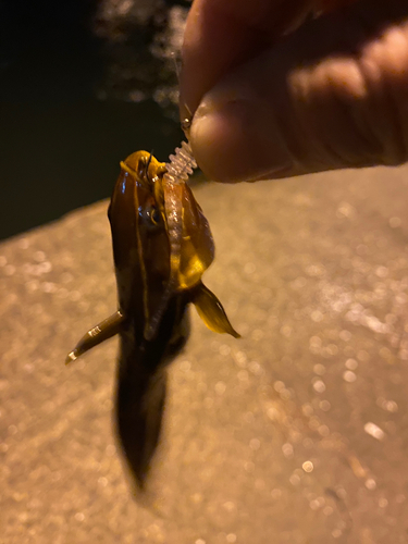 ゴンズイの釣果