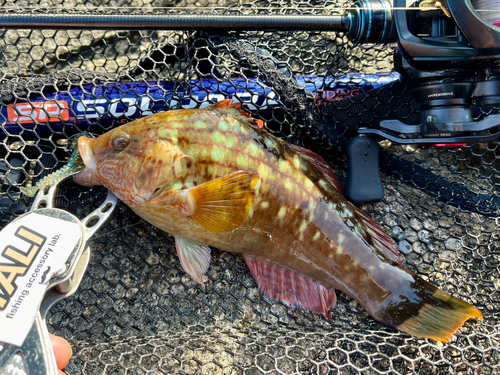 ホシササノハベラの釣果