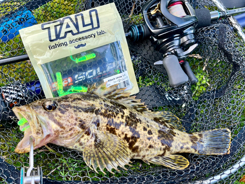 タケノコメバルの釣果