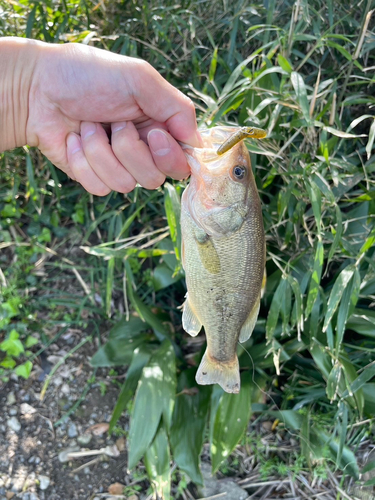 ラージマウスバスの釣果