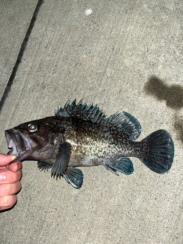 マゾイの釣果