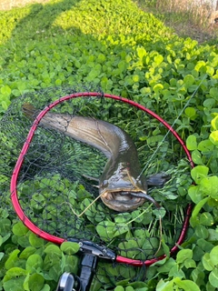 ナマズの釣果