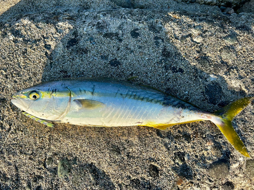 ツバイソの釣果