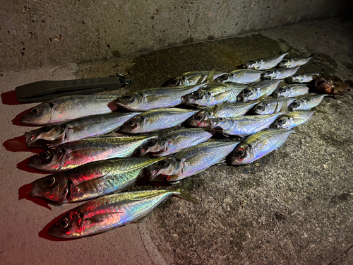 アジの釣果