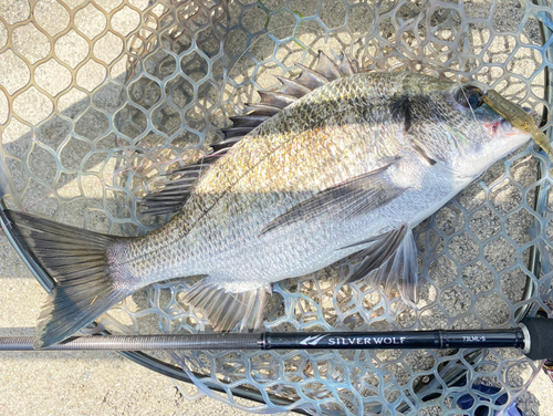 ミナミクロダイの釣果