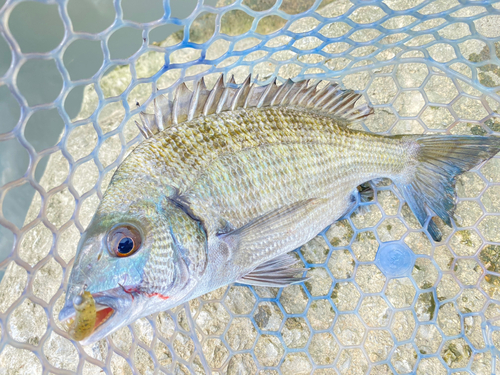 ミナミクロダイの釣果