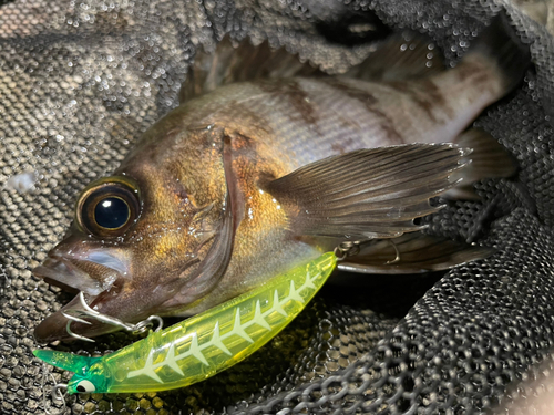 シロメバルの釣果