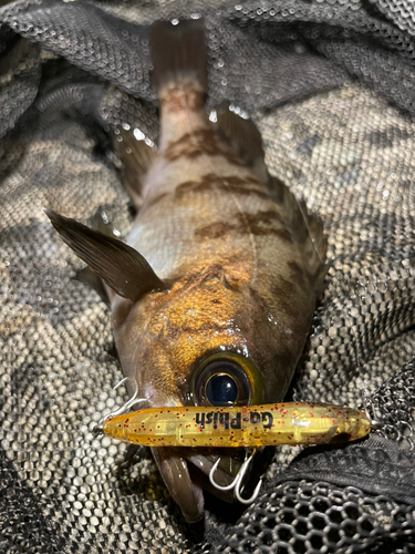 シロメバルの釣果