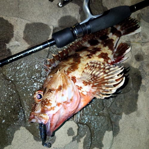 カサゴの釣果