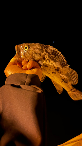 クロソイの釣果