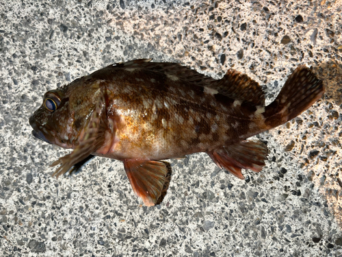 カサゴの釣果