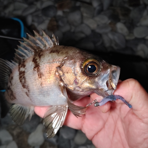 シロメバルの釣果