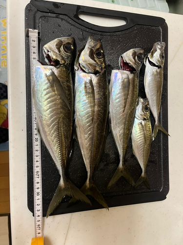 アジの釣果