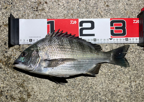 クロダイの釣果