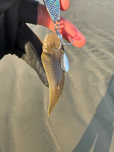 シタビラメの釣果