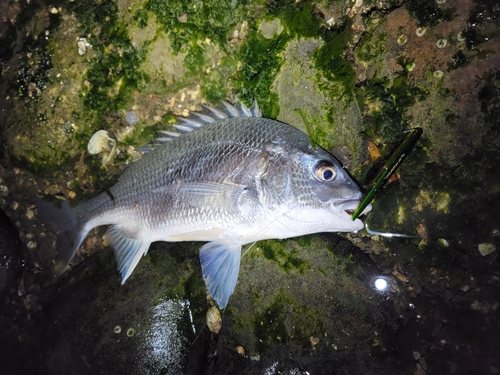 キビレの釣果