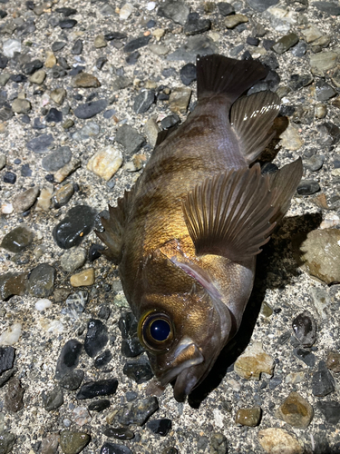 メバルの釣果